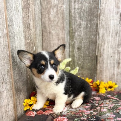 puppy, for, sale, Pembroke Welsh Corgi, Rueben  Fisher, dog, breeder, Narvon, PA, dog-breeder, puppy-for-sale, forsale, nearby, find, puppyfind, locator, puppylocator, aca