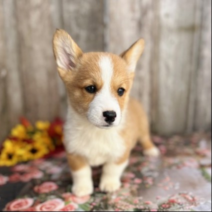 puppy, for, sale, Pembroke Welsh Corgi, Rueben  Fisher, dog, breeder, Narvon, PA, dog-breeder, puppy-for-sale, forsale, nearby, find, puppyfind, locator, puppylocator, aca