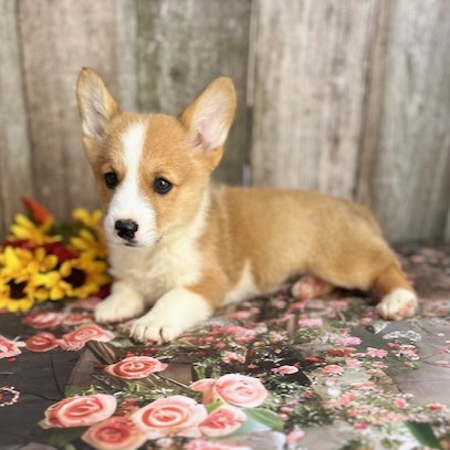puppy, for, sale, Pembroke Welsh Corgi, Rueben  Fisher, dog, breeder, Narvon, PA, dog-breeder, puppy-for-sale, forsale, nearby, find, puppyfind, locator, puppylocator, aca