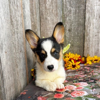 puppy, for, sale, Pembroke Welsh Corgi, Rueben  Fisher, dog, breeder, Narvon, PA, dog-breeder, puppy-for-sale, forsale, nearby, find, puppyfind, locator, puppylocator, aca