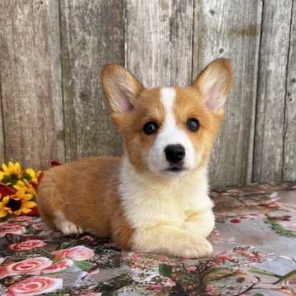 puppy, for, sale, Pembroke Welsh Corgi, Rueben  Fisher, dog, breeder, Narvon, PA, dog-breeder, puppy-for-sale, forsale, nearby, find, puppyfind, locator, puppylocator, aca