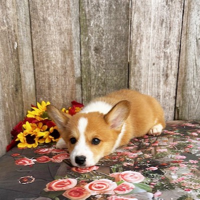 puppy, for, sale, Pembroke Welsh Corgi, Rueben  Fisher, dog, breeder, Narvon, PA, dog-breeder, puppy-for-sale, forsale, nearby, find, puppyfind, locator, puppylocator, aca